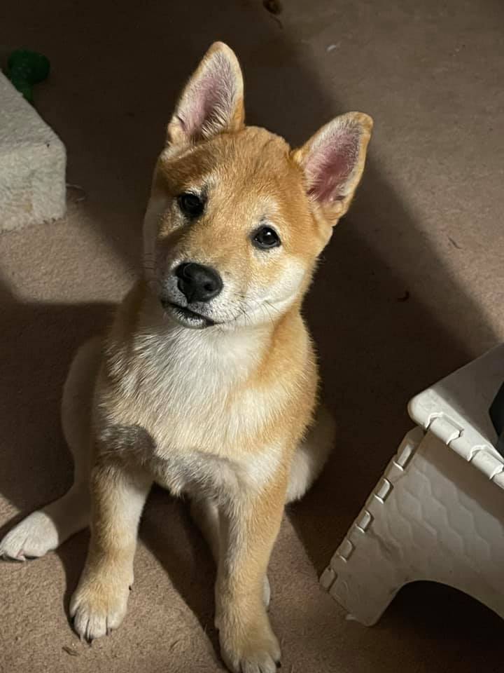 2 month old shiba 2024 inu