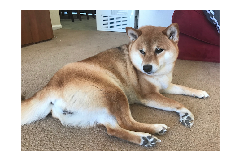 found shiba inu