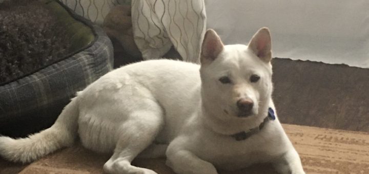 shiba inu for adoption