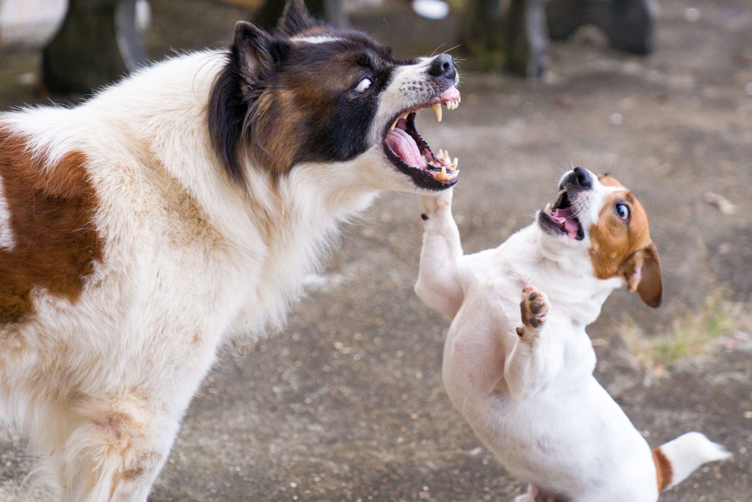 Do you know what to do if your dog bites? – Colorado Shiba Inu Rescue