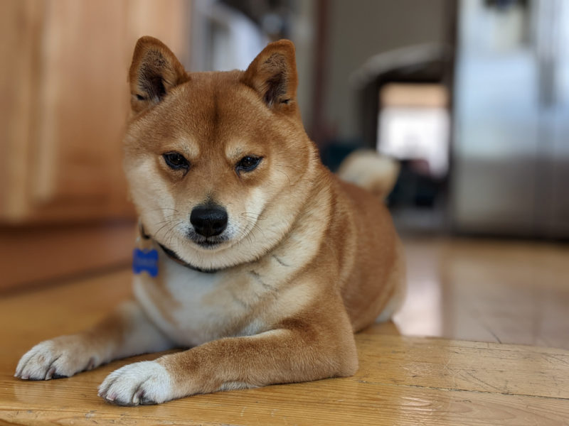 Available for Adoption – Colorado Shiba Inu Rescue