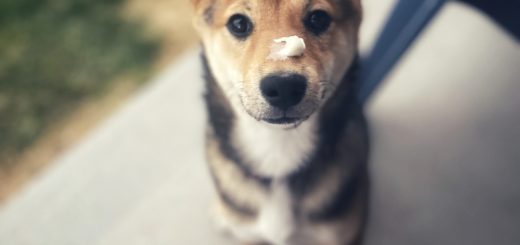 kaia