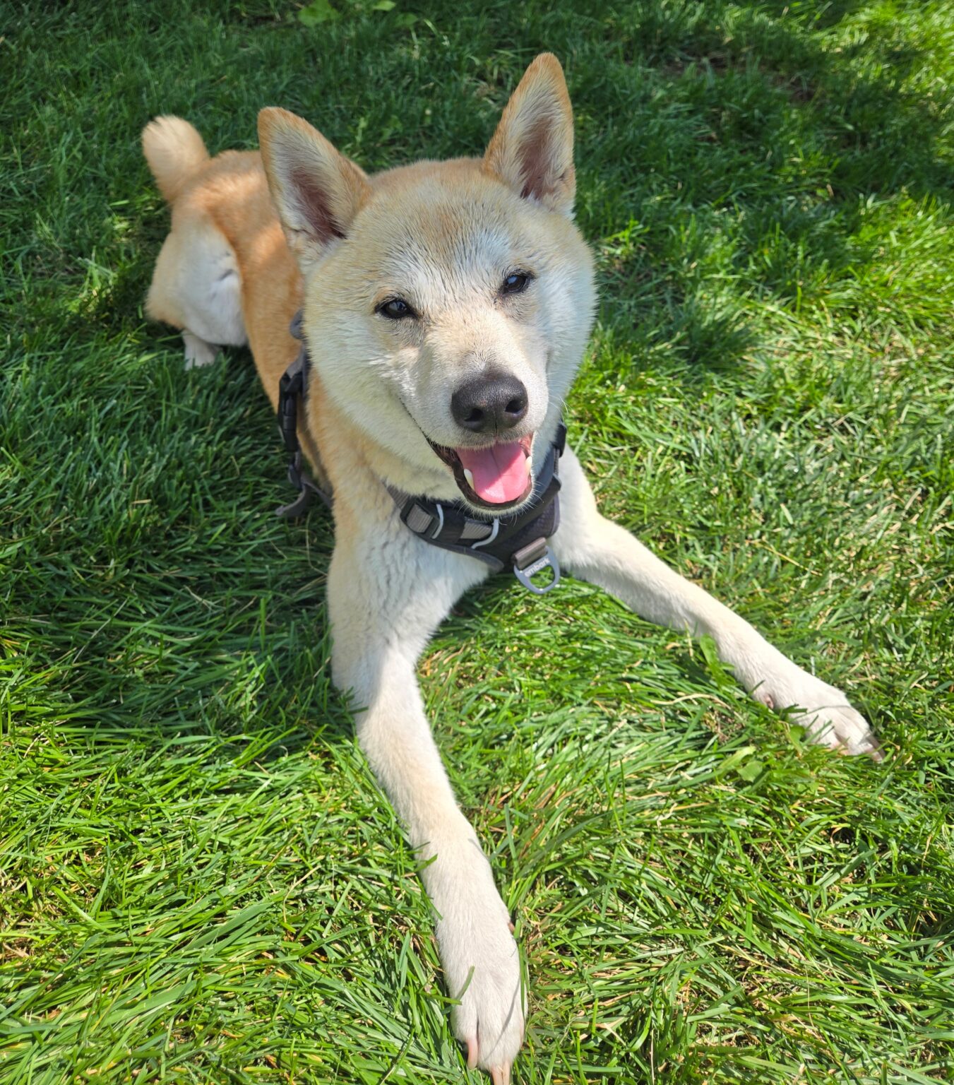 available-for-adoption-colorado-shiba-inu-rescue